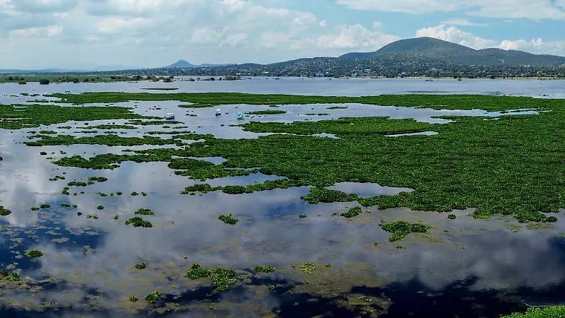 Zumpango en alerta: lirio acuático amenaza con destruir la laguna [Fotorreportaje]
